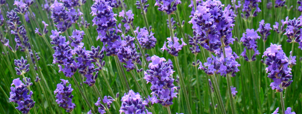 Natural Lavender Oils