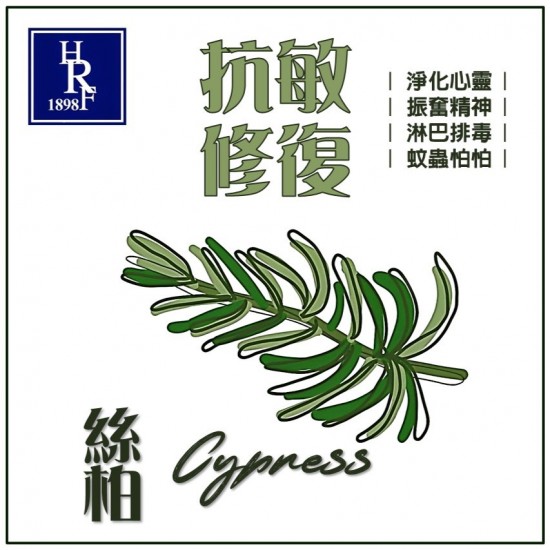 絲柏