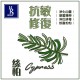 絲柏