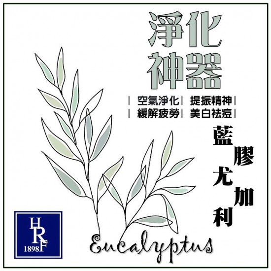 藍膠尤加利/桉樹